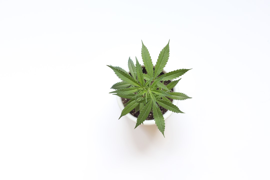Introducing Cannabuddy: Your New Cannabis Companion