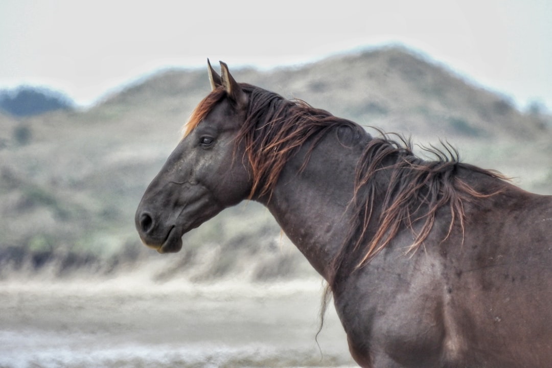 Graceful and Majestic: The Beauty of Horses