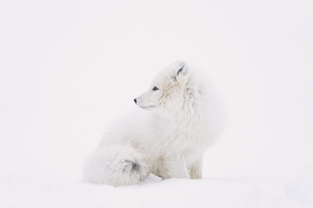 Photo Arctic fox